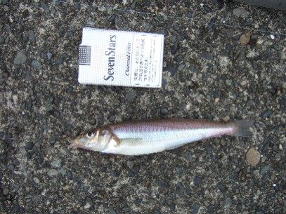 ���^�΂���ł���