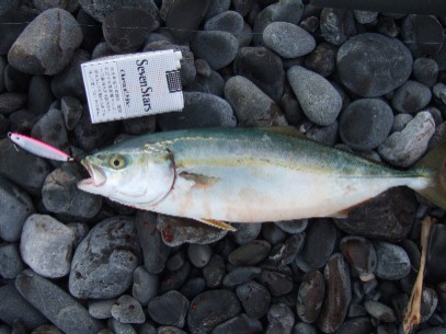 ���N�����J�i�S