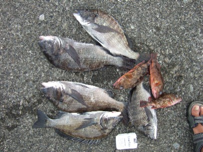 ��ʂR�C���L�[�v