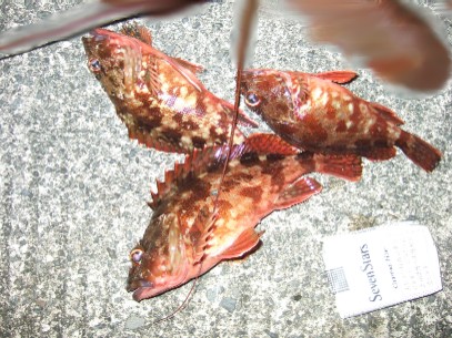 �\�z�O�̕n��