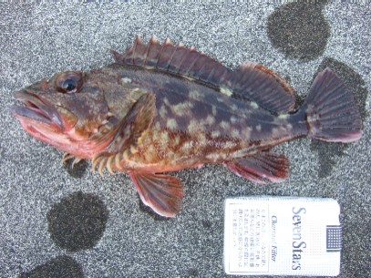 ���̂Q�V����