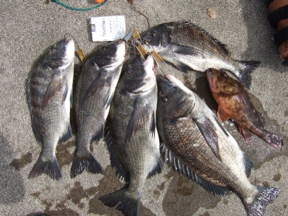 �މʁi�|�P�j