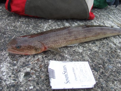 �^�C�\���̂P����