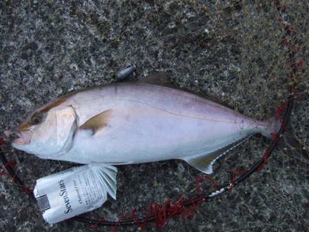 ���̂S�T����