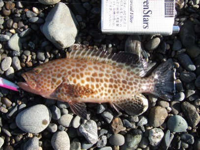 �W�M���O�ł͏��̃n�^