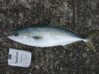 ���J�i�S�f�d�s