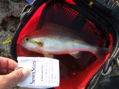 �ꉞ�E�E�{���f�d�s