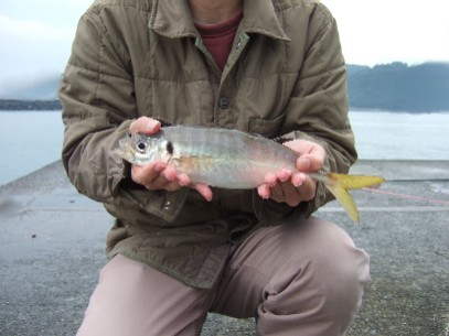 �f�n�N�I���ڃA�W