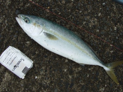 ���������J�i�S