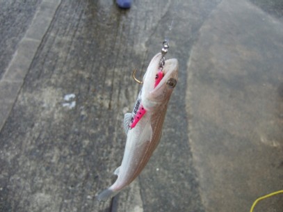 �K�b�c���򂢉߂�