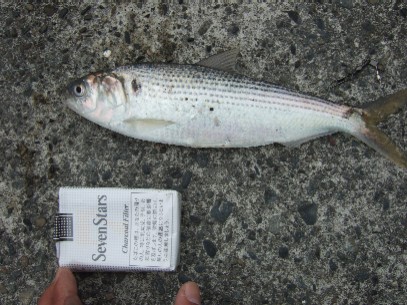 �R�n�_����Ȃ���