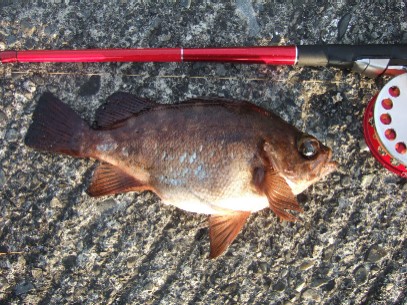 �����[�X�ς�