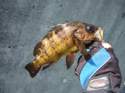 ���܂ɒނ�鉩�F�����o��