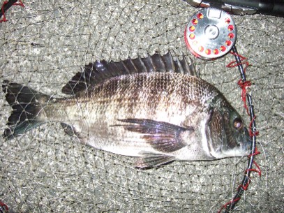 ���N������