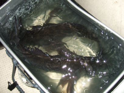 �i�I�L�̒މ�