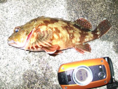 �M�d�Ȋl��