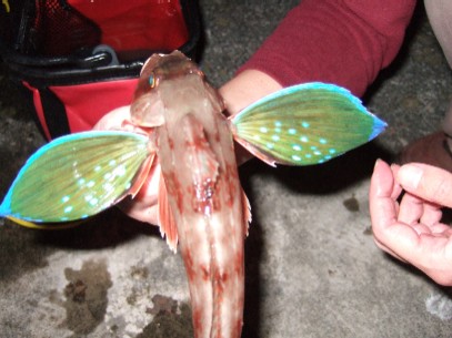 �f�n�N�I���z�E�{�E