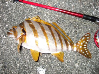 �܂����̃^�J�m�n�_�C