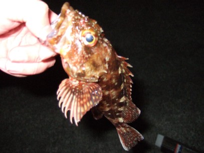 �{���̃J�T�S�͓���H��