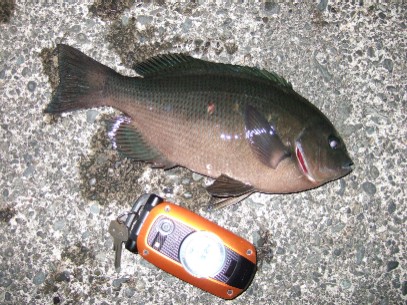 �f�n�N�I���W�i�L�^