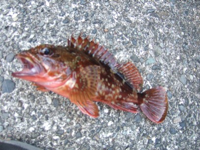 ���N�Ō�̃J�T�S