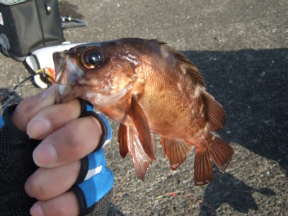 ���N�̂P���ڂ��{����