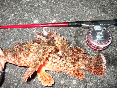 �ڃI�j�J�T�S