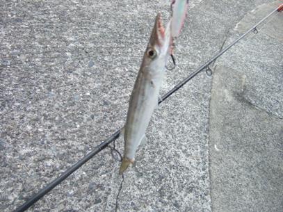 �{���P����