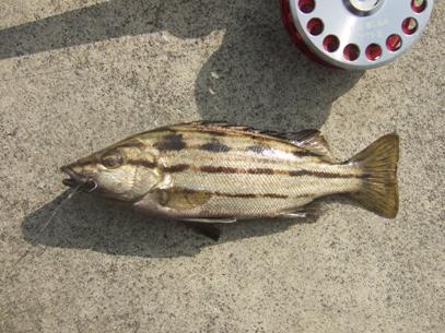 �V�}�C�T�L