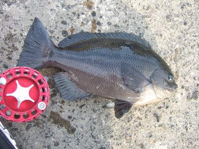 �������͍��i���C��