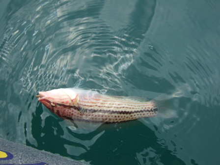 �v�X�ɒނ����L���E�Z��