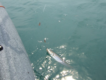 ��Ȃ��{���f�d�s