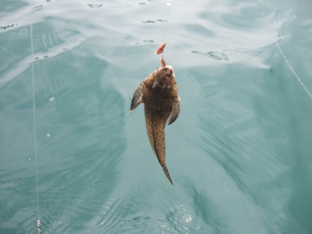 �L�X�ނ�̖��e��