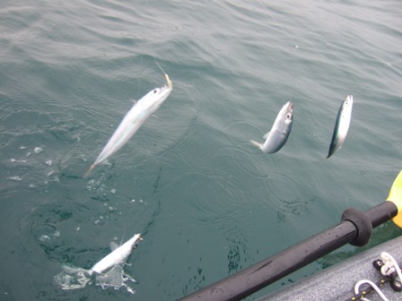 �C���V�ƎI�̃h���}