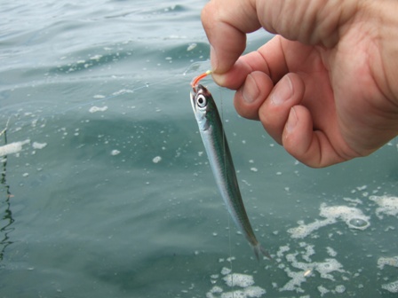 �͂���J�^�N�`�C���V