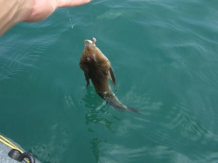 �L�[�v�T�C�Y�̃��S�`���o��