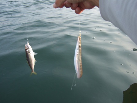 �����J�}�X