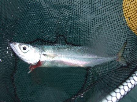 ���x���W�B���Ƃ�������