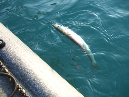 �������G���΂���