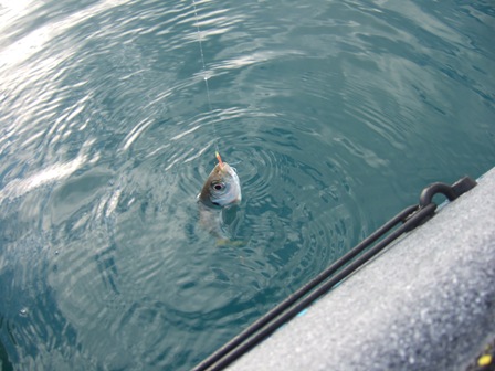 ��Ȃ��P����