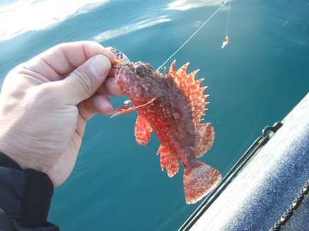 �ߋ��ŏ��I�j�J�T�S