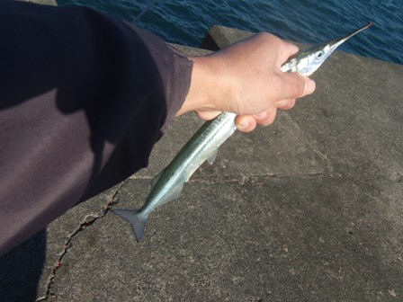 �����̏��ނ�