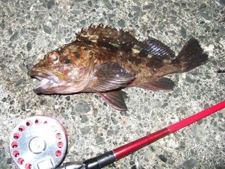 �h�g�f�d�s