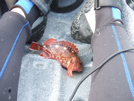 �J�T�S�͉����J���[