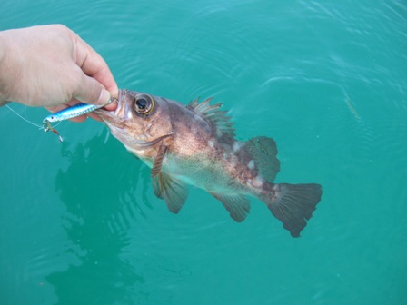 ���A�[�ɂg�h�s