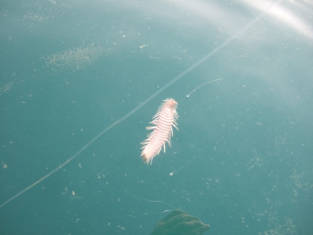 ���߂ẴE�~�P���V