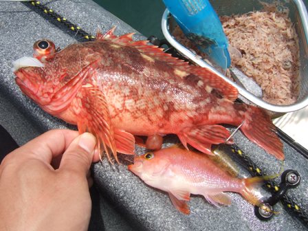 �}�g���i�H�j�Ȋl��