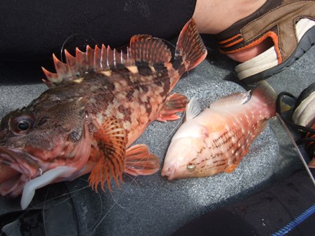 �Ō���J�T�S