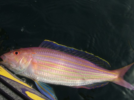 ���U���C�g�����f�d�s