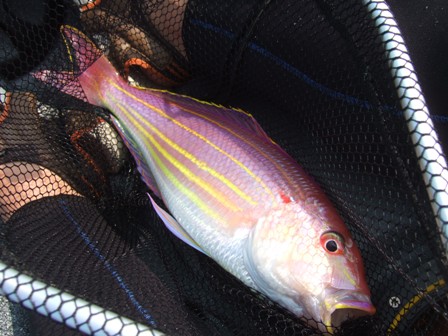 �ǌ^�C�g�����f�d�s